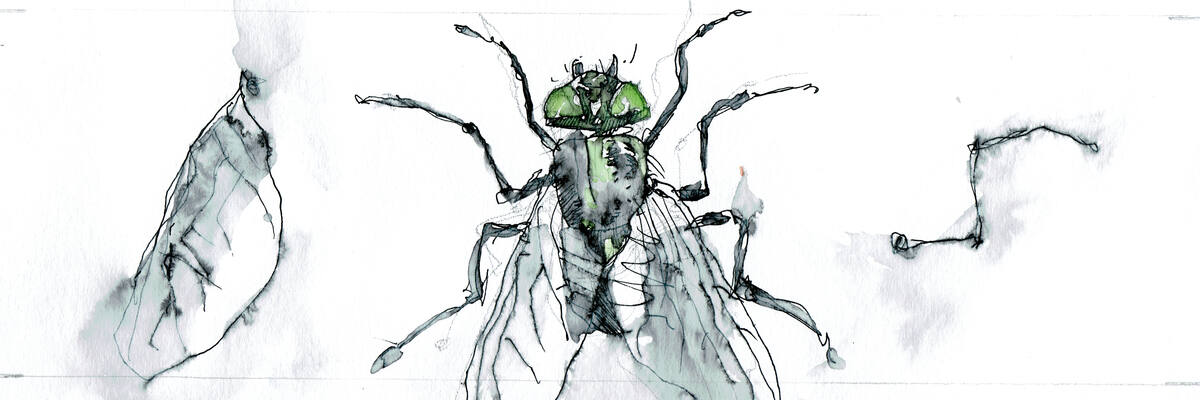 Flies
Flies